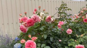 Роза флорибунда Джет Сет (Jet Set) на штамбе 2024