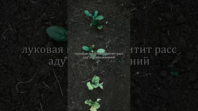 5 домашних удобрений для рассады: без химии и лишних за смотреть онлайн