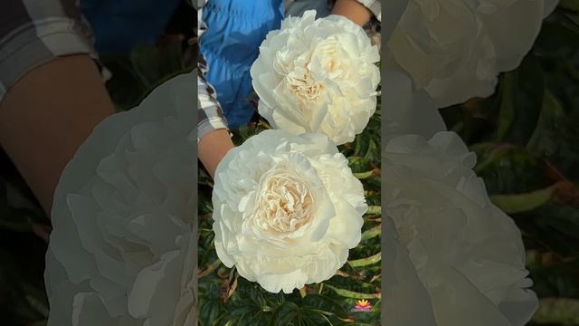 Пион Француженка / Сад Ворошиловой #shorts #сеянецпиона #п смотреть онлайн