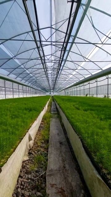 А это сеянцы сосны смотреть онлайн