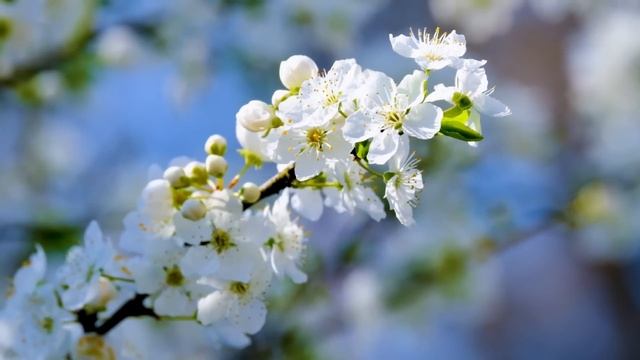 Сегодня прислушайтесь к собственным эмоциям. смотреть онлайн