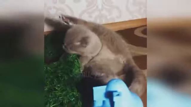 Смешные кошки и котики 2019, приколы про котов до слез –смешные коты 2019 – Fun смотреть онлайн