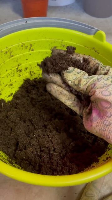 Пересадка черенка пеларгонии