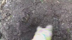 Картофель Горняк