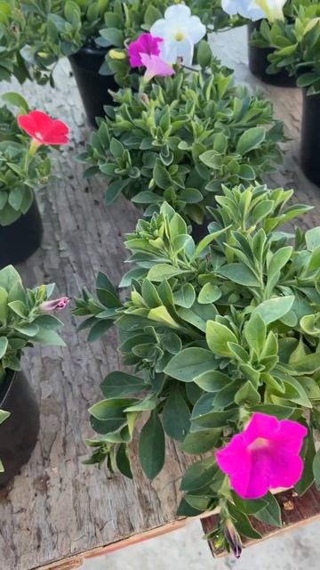 Все цветет #садоводство #сад #дворик смотреть онлайн