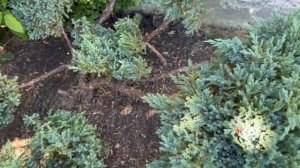 Стрижка можжевельника чешуйчатого Блю Карпет | Juniperus sq