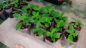 Выращивание гелиотропа. Почему могут чернеть кончики