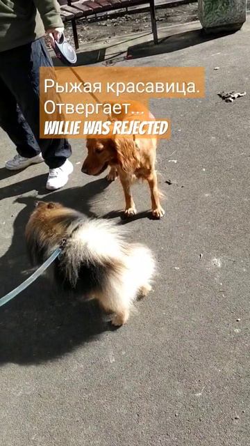 Понравилась девушка #будни со шпицом