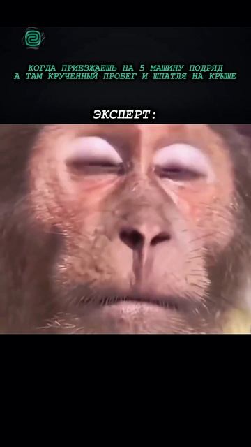 АВТОЭКСПЕРТОМ РАБОТАТЬ ТЯЖЕЛО! #автоприколы #автоюмор #автомемы #мемы #приколы #автоподбор смотреть онлайн