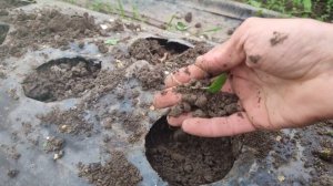 Почва(земля) для клубники.