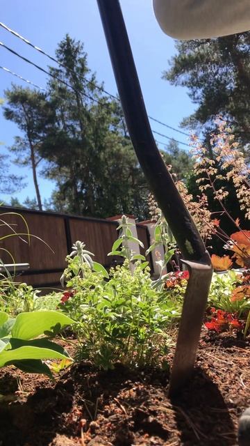 Альпийская манжетка #манжетка #kortsleht #пересадка #клумб?