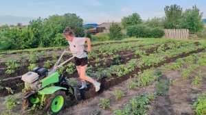 Долгожданный выпуск. Окучивание картофеля мотоблоком