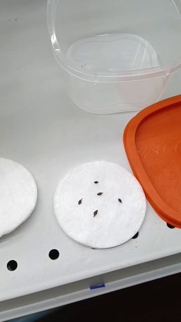 Проращивание Клематиса. Стратификация. #shorts смотреть онлайн