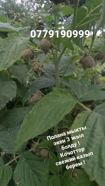 👍👍малина Кыргызстан Чуй Садовое беловодское кесили смотреть онлайн