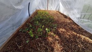 Летнее черенкование голубики, развитие кустов спустя