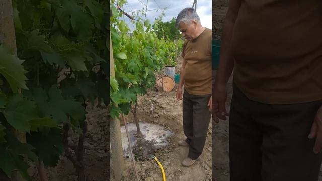 Вторая подкормка винограда смотреть онлайн