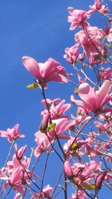 Якого кольору мають бути квітки Магнолії? 🌺 | Agro-Market.ua смотреть онлайн