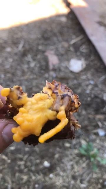 Настоящий воск #пчелы #воск смотреть онлайн