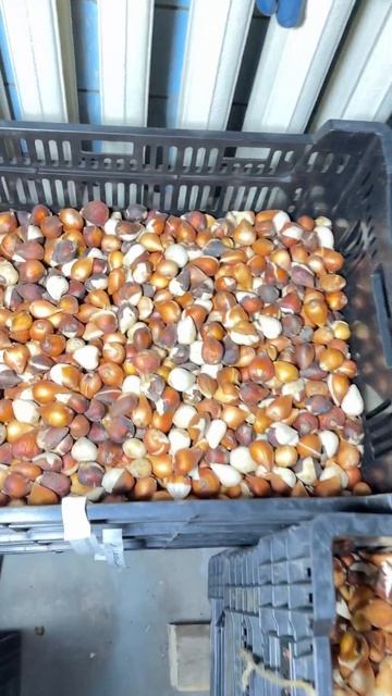 Луковица тюльпана, питомник растений Ленинградский. смотреть онлайн