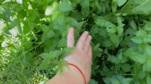 Как вырастить ТОННУ мяты в горшках или на маленьком уч