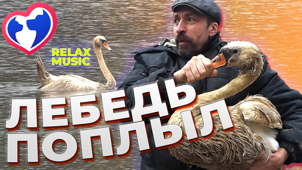 Новая жизнь лебедушки