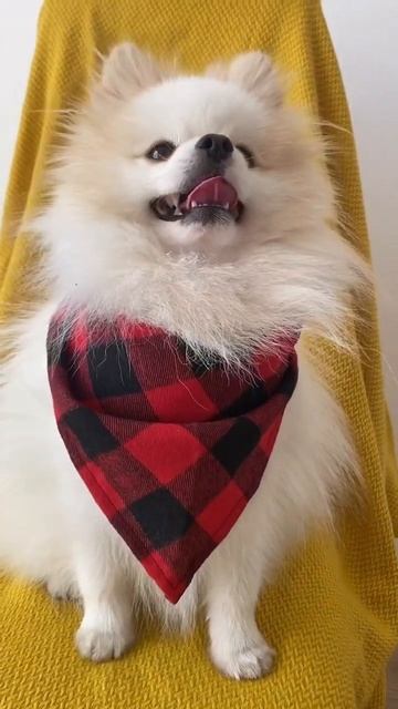 Какие травмы чаще всего получает шпиц бонди собака шпиц шпицалогия пес померанец