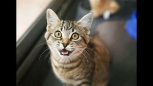 Звук кота, мяуканье кота