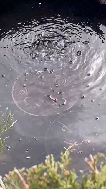 Когда Нимфеям в водоём?Весной! #садтатьяны#растения#во смотреть онлайн