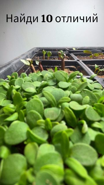 Найди 10 отличий. 2 часа за 10 секунд #сад #green #рассада #цв смотреть онлайн