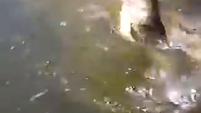 щука за палец укусила.mp4 смотреть онлайн