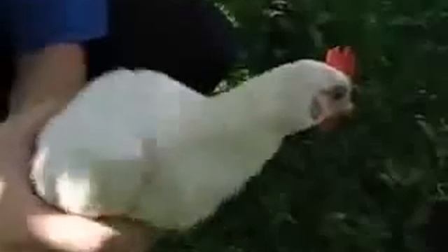 Прикол с курицей смотреть онлайн