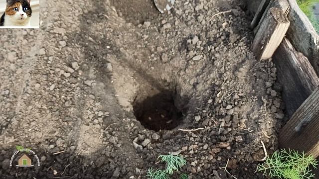 Как правильно сажать болгарский перец рассадой в откр смотреть онлайн