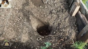 Как правильно сажать болгарский перец рассадой в откр