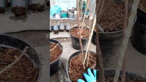 Обрезка 3-х летних саженцев метельчатой гортензии раз?