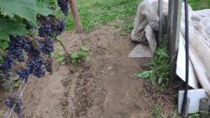 Виноград в Ленинградской области. Открытый грунт. 17.08.2