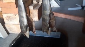 Коптим окунь терпуг горячие  копчение