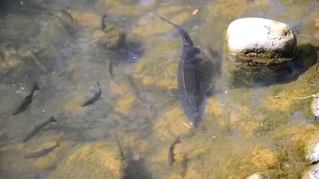 Форель и осетры в водоёме не далеко от тоннеля Гвираби смотреть онлайн