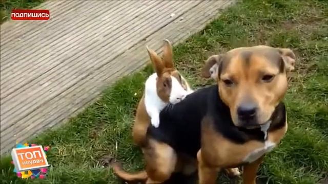 Очень нетерпеливый кролик ТОП смотреть онлайн