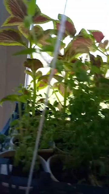 Урал. Рассада.