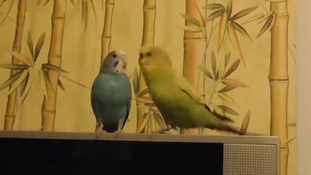 Попугай пристает к девочке Семья волнистых попугаев смотреть онлайн