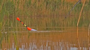 ПРИЕХАЛ НА ПРУД, ЭТО КАБЗДЕЦ! ЛОВЛЮ НА ПОПЛАВОЧНУЮ УДОЧКУ! Рыбалка на поплавок на карася с берега