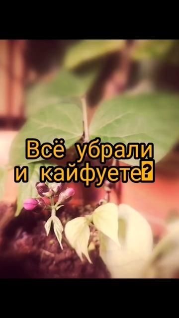 огород на окне легко # #красиво #супер #огород #лайфхаки смотреть онлайн
