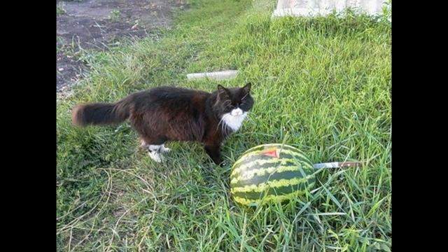 Кот ест арбуз. Приколы в картинках смотреть онлайн