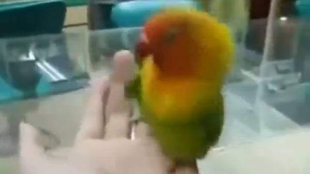 ОчепяткИ.ру Parrot mimics the sounds of love/Попугай имитирует звуки любви смотреть онлайн