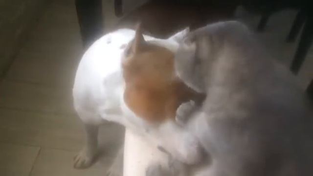 настоящая любовь кошки и собаки смотреть онлайн