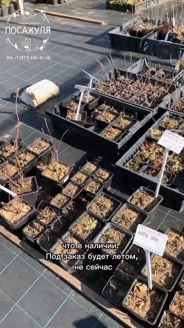 Гортензия метельчатая. Обзор саженцев ранней весной в смотреть онлайн