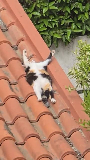 Сегодня еще тепло до +20, ночью до +18°. Ожидается спокойн смотреть онлайн