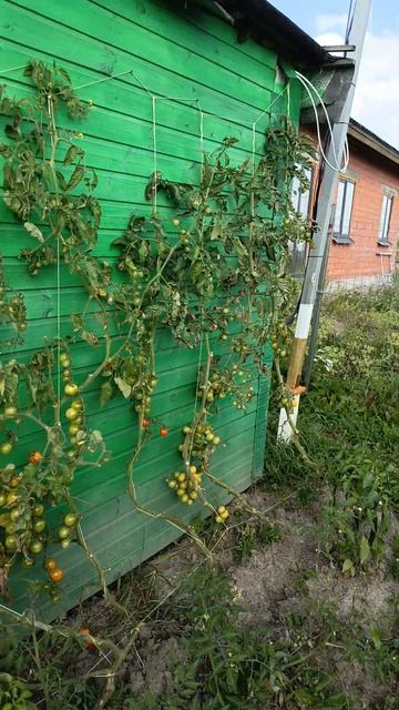 Черри спокойно растут в Лен. Области смотреть онлайн