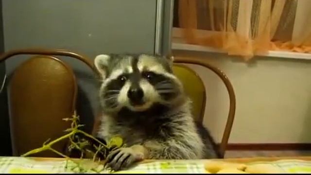 Прикол с енотом смотреть онлайн