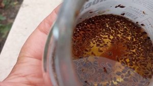 Чтобы Укроп, Кинза, Петрушка взошли быстро    сажайте к?